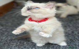 Ragdoll cats for sale: 🐾 Beautiful Blue Point Ragdoll Kittens 🐾 - Image 7