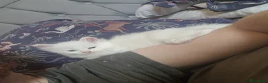 Mixed Breed 3