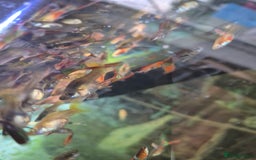 Live Bearers fish for sale: 10 for £10 guppies. All ages. Bright colours. - Image 3