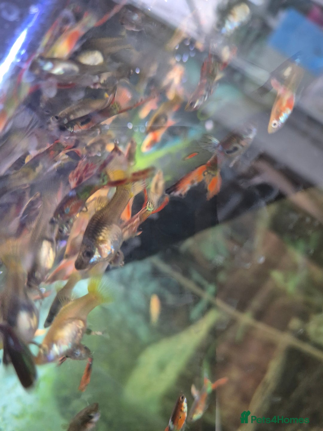 Live Bearers fish for sale: 10 for £10 guppies. All ages. Bright colours. - Image 3