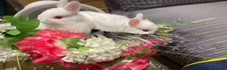 Netherland Dwarf rabbits for sale: Pure Netherland Dwarfs  - Advert 14