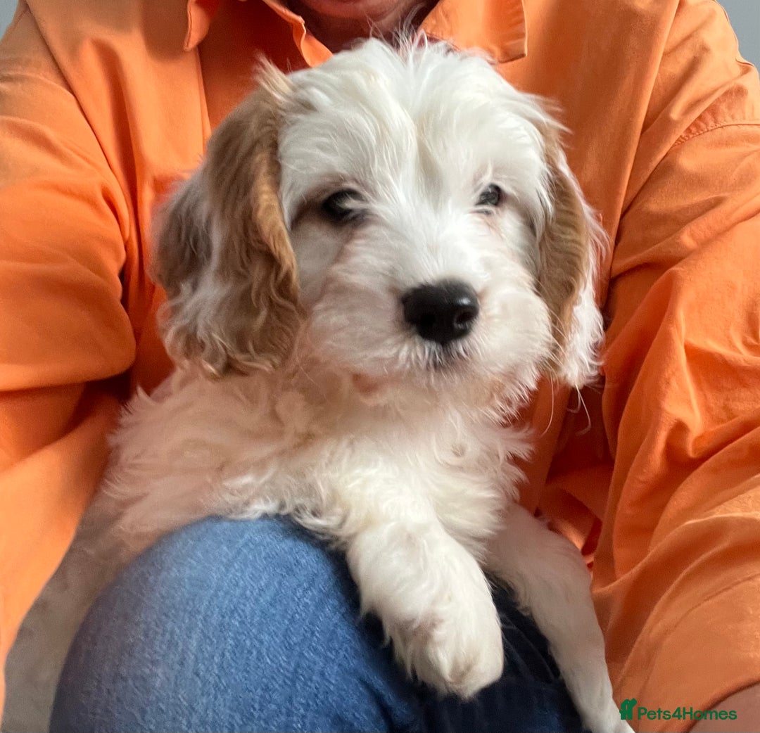 Cavapoo dogs for sale: 🐶🐩 7 HEALTH CLEAR ADORABLE CAVAPOO PUPPIES 🐩🐶  - Image 6