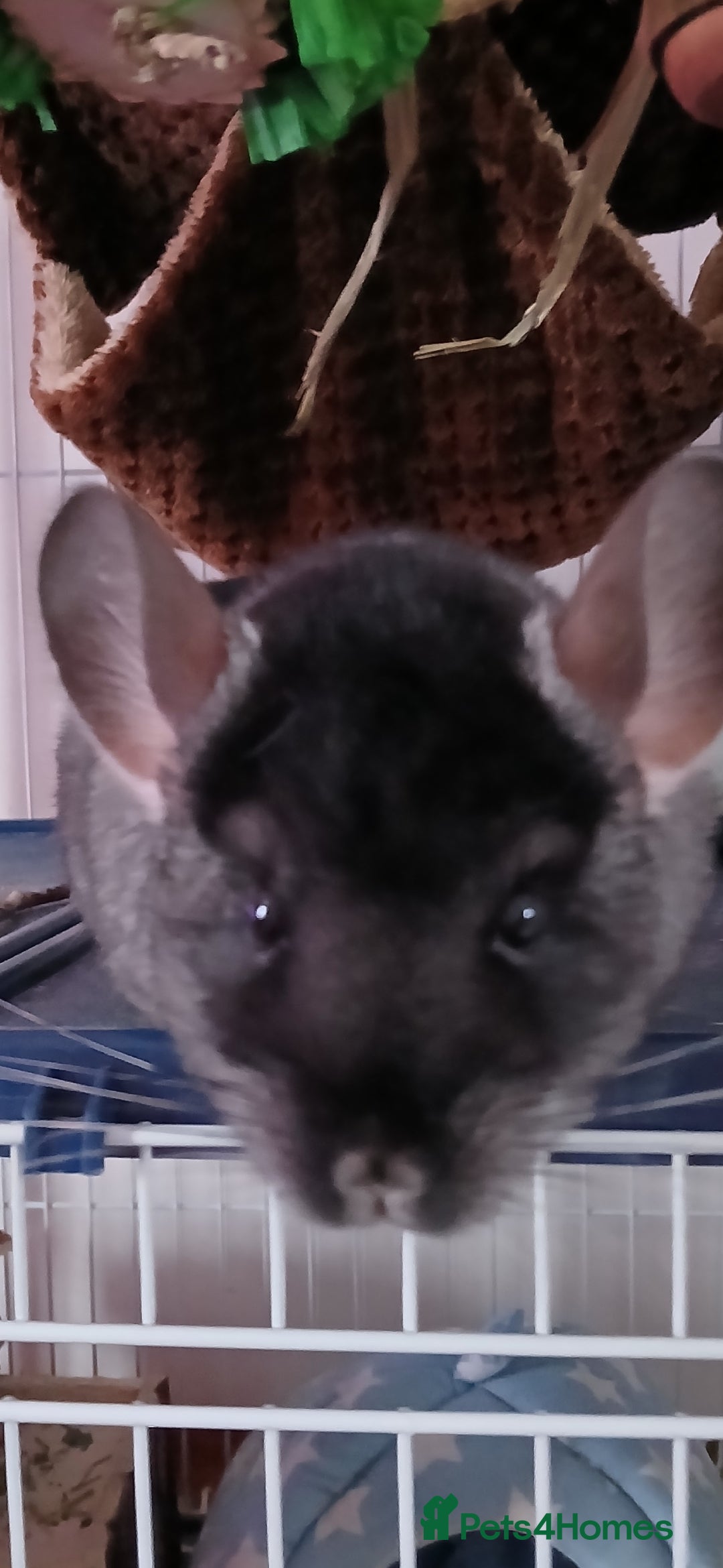 Chinchilla rodents Very friendly male chinchilla. - Advert 2