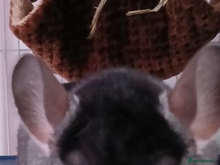 Chinchilla rodents Very friendly male chinchilla. - Advert 2