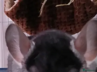 Chinchilla rodents Very friendly male chinchilla. - Advert 6