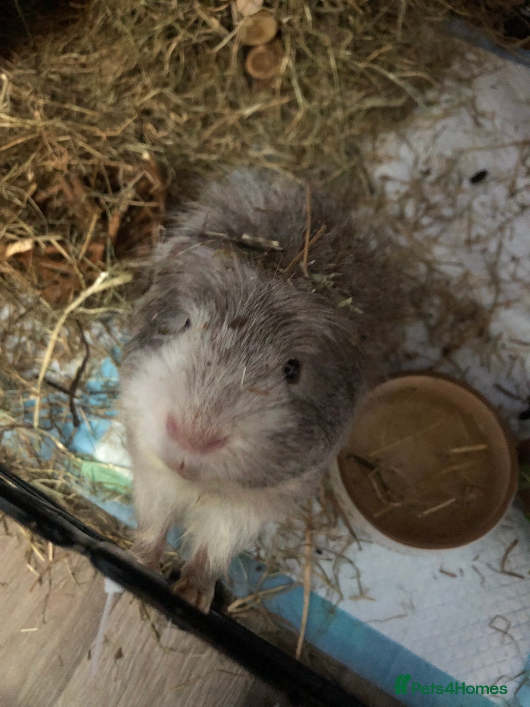 Guinea Pig rodents for sale: Geralt and Nugget  - Image 4