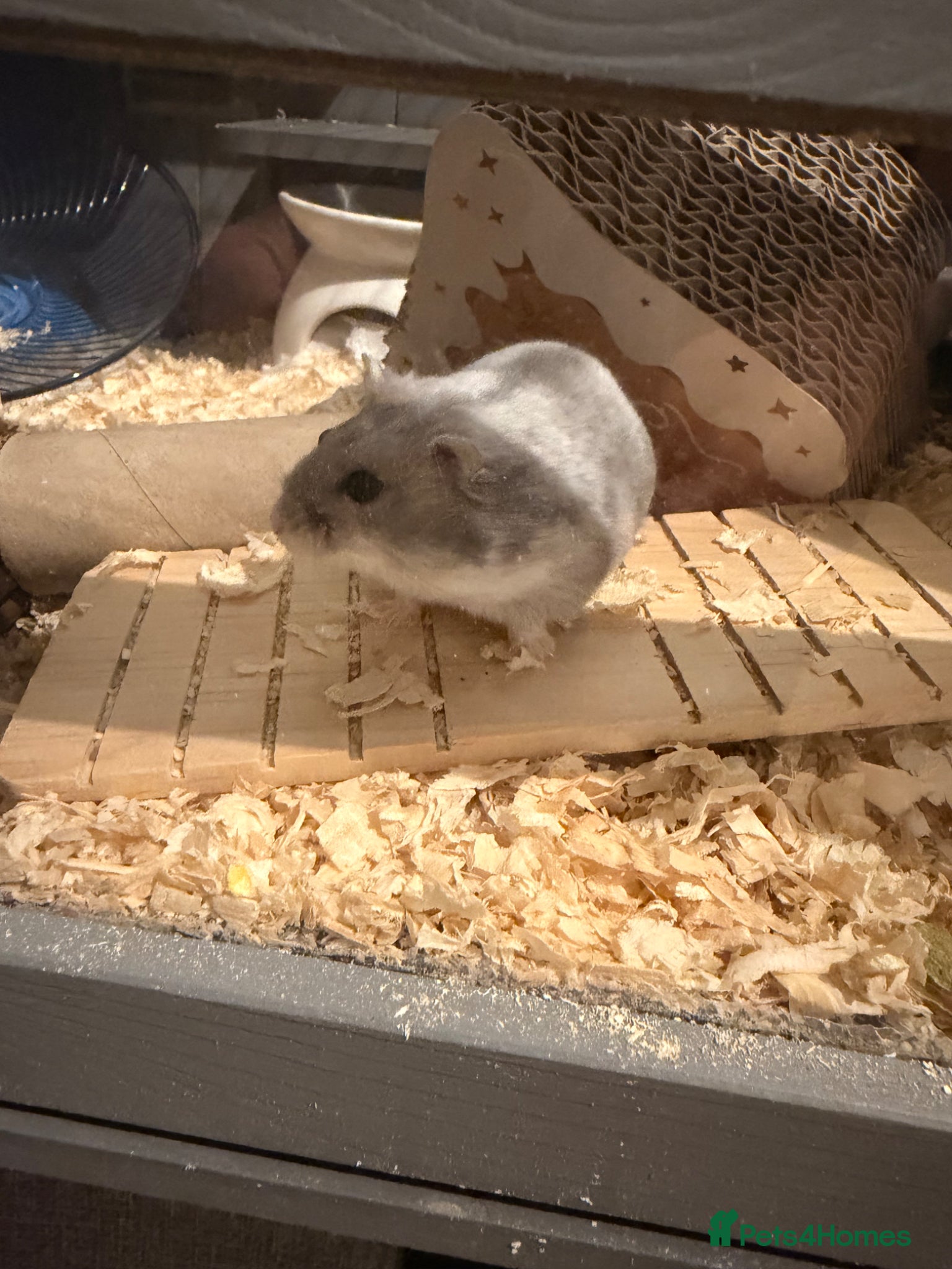 Hamster rodents for sale: Female Russian dwarf hamster  in Luton - Advert 2