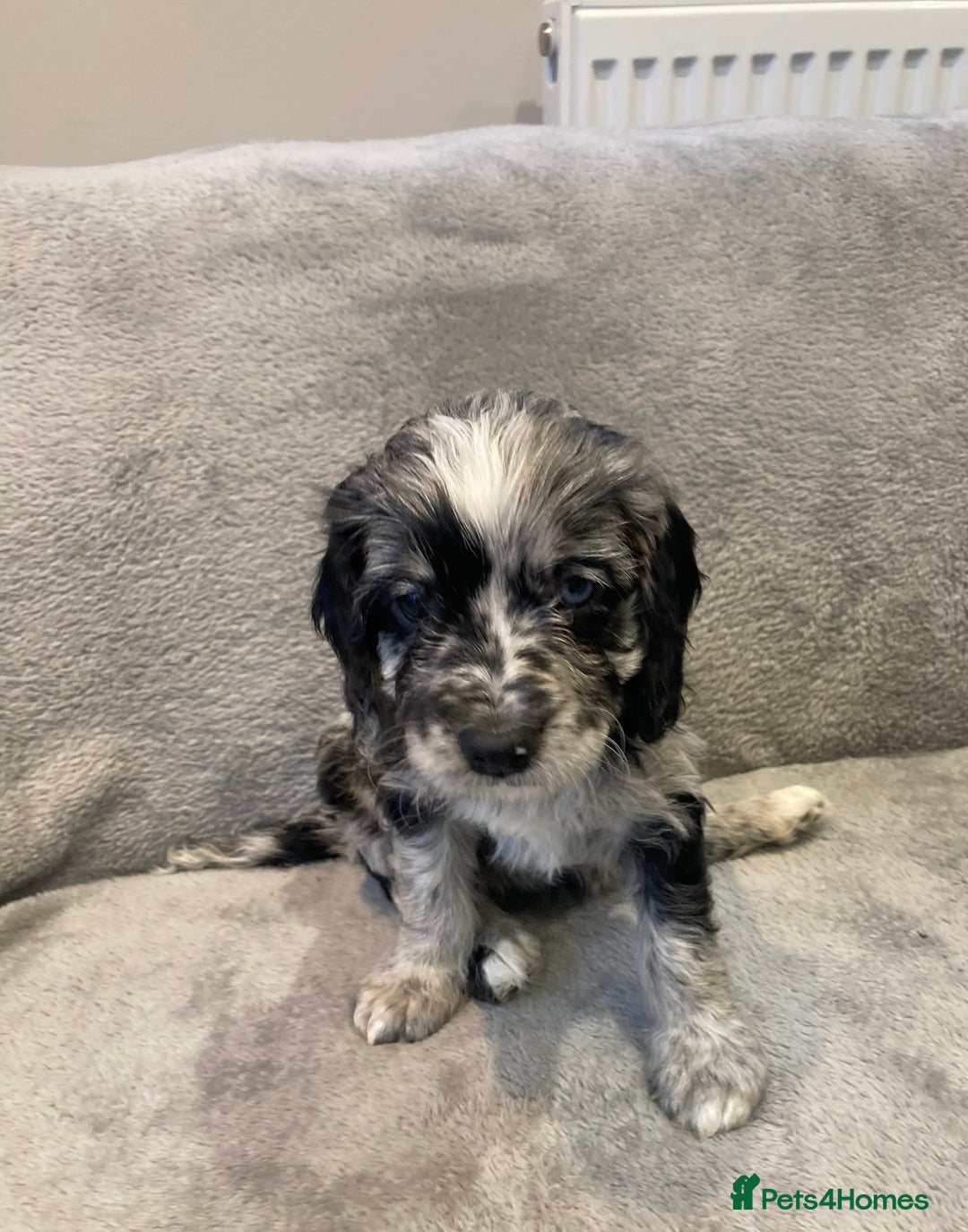 Cavapoo dogs for sale: WAITING LIST NOW OPEN Extremely Rare Merle F1  - Advert 16