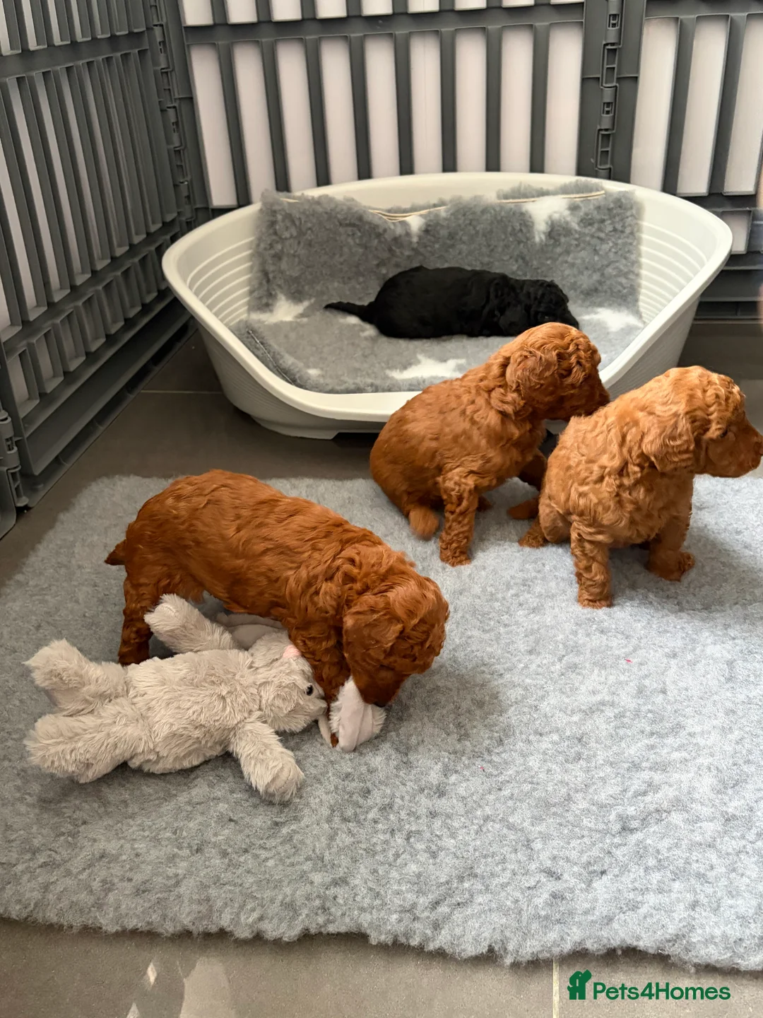 Cavapoo dogs for sale: F1 Cavapoo puppies  - Advert 9