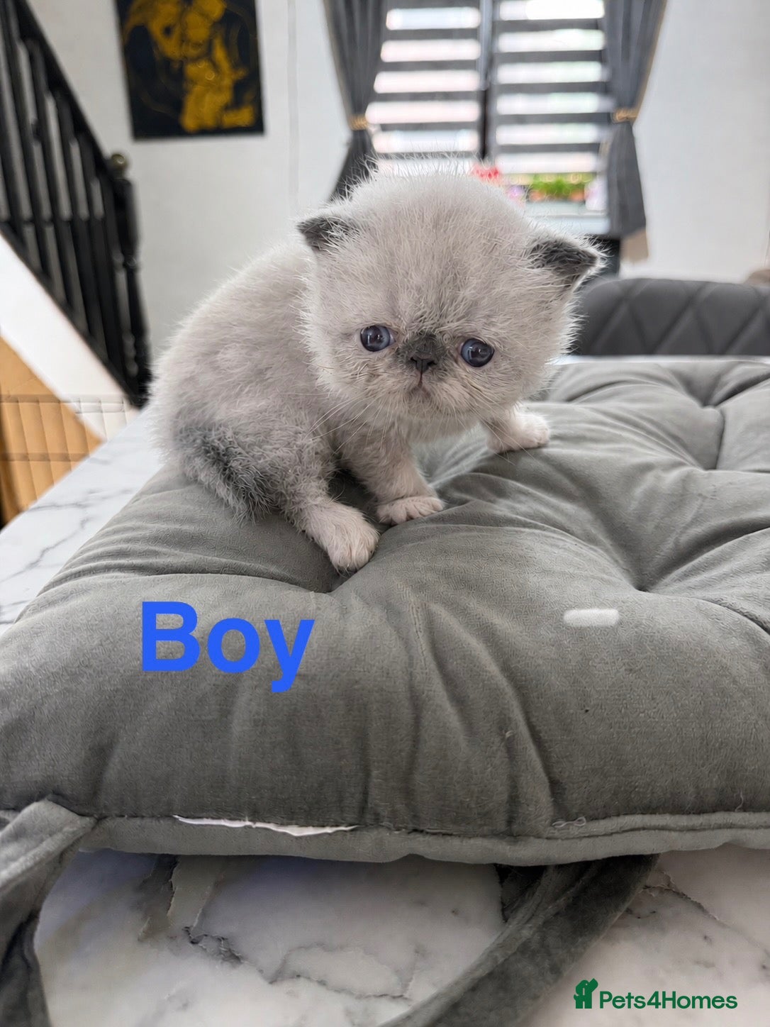 Persian cats 🐾 Beautiful Persian Kittens – Ready Soon 🐾 - Advert 5