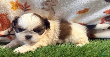 Shih Tzu dogs - Advert 11