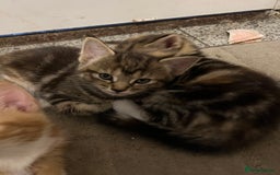 Mixed Breed cats for sale:  Beautiful Kittens for Sale – 2 Boys & 2 Girls 🐾 - Image 6