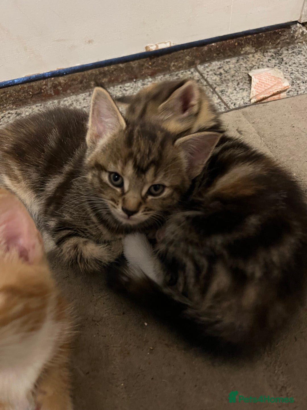 Mixed Breed cats for sale:  Beautiful Kittens for Sale – 2 Boys & 2 Girls 🐾 - Image 6