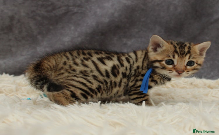 Bengal cats - Advert 10