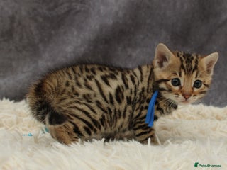 Bengal cats - Advert 1