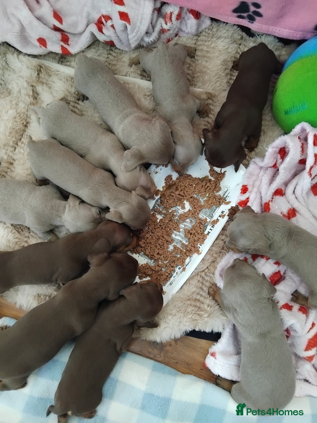 Dachshund dogs for sale: 11 mini datchounds - Advert 2