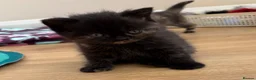 British Shorthair cats for sale: 7 beautiful gccf reg -British short hair kittens  - Advert 12