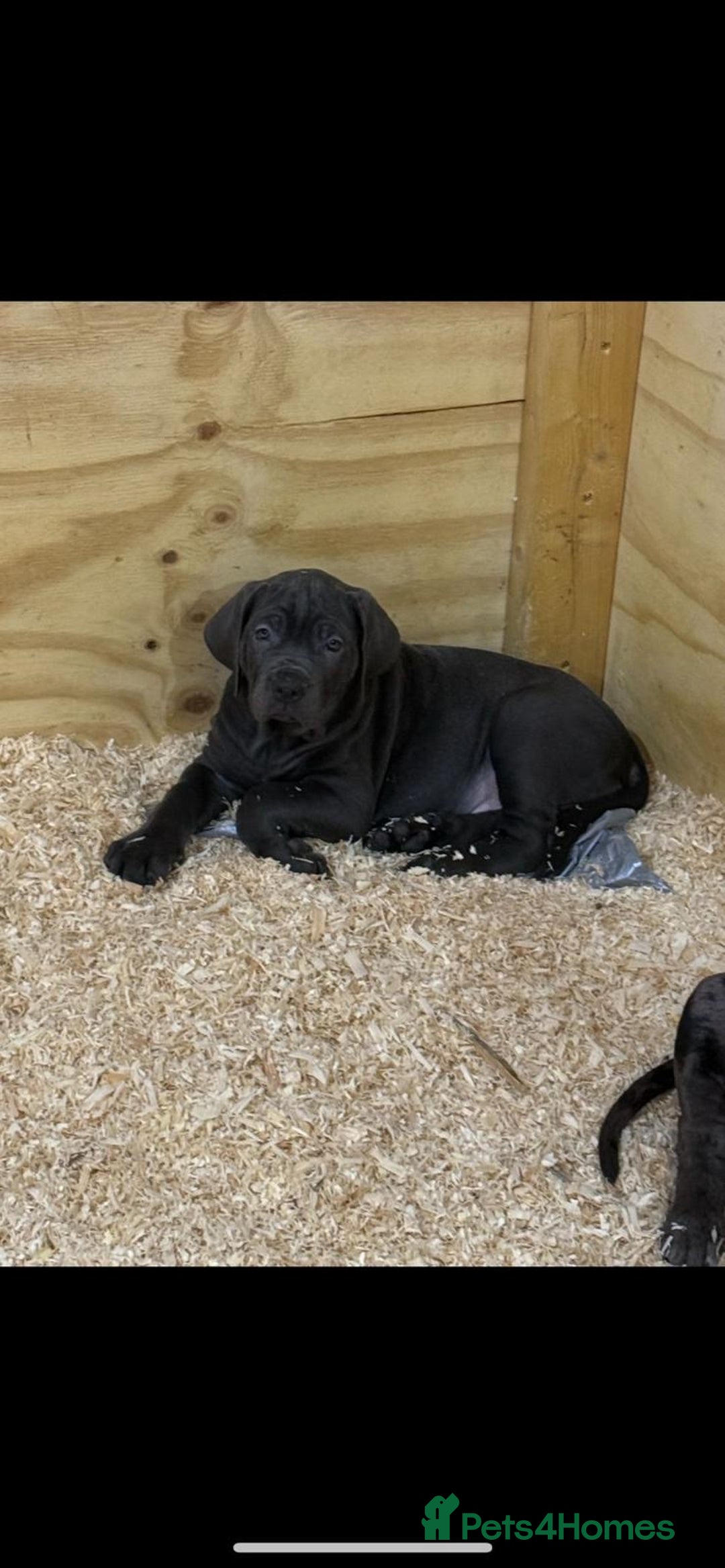 Cane Corso dogs for sale: Beautiful Cane Corso Puppies. - Advert 8
