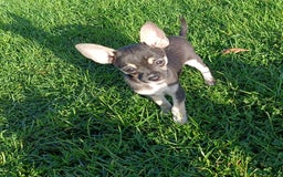 Mixed Breed dogs for sale: Stunning unique 3/4 Chihuahua x Italian greyhound  - Image 12
