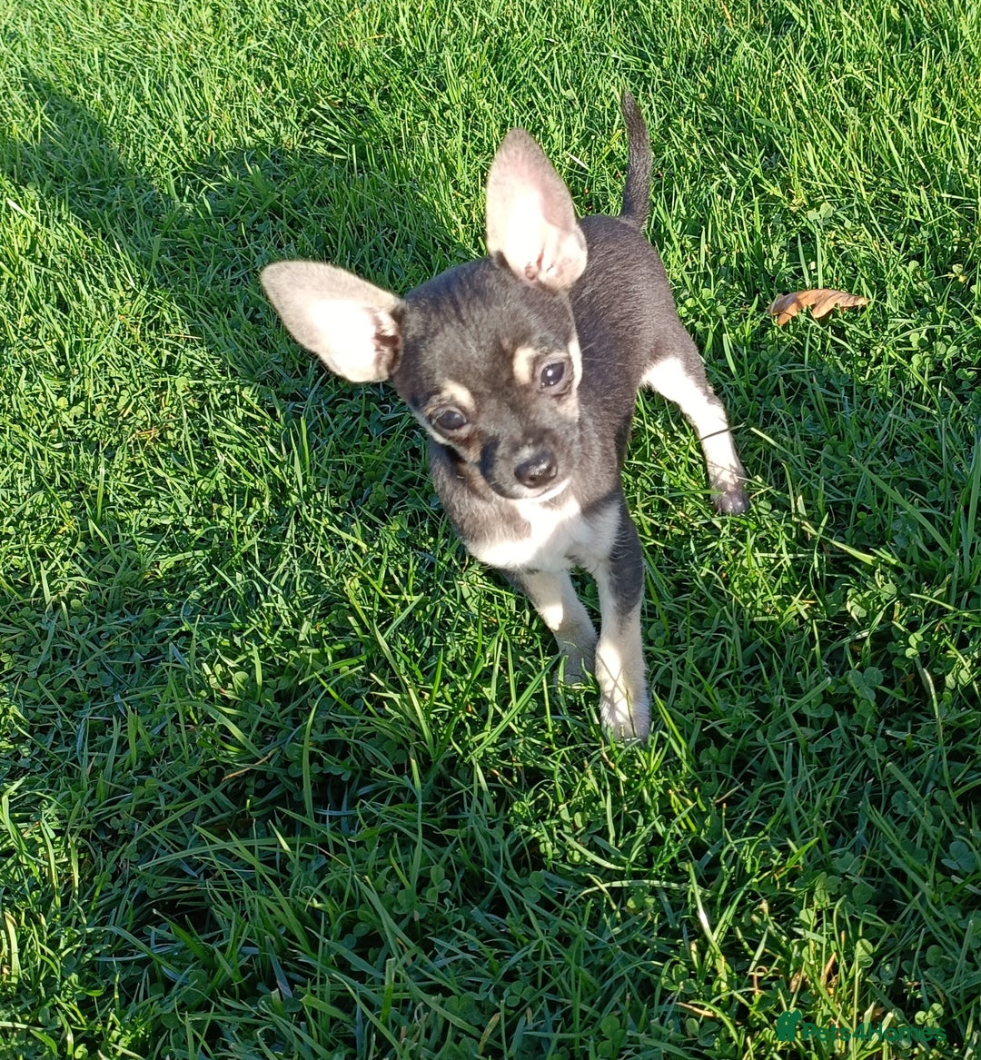Mixed Breed dogs for sale: Stunning unique 3/4 Chihuahua x Italian greyhound  - Image 12