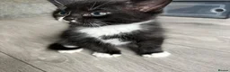 Mixed Breed cats for sale: Ragdoll cross kittens  - Advert 12