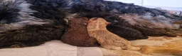 Cockapoo dogs for sale: Beautiful Cockapoo's x 3 - Advert 19