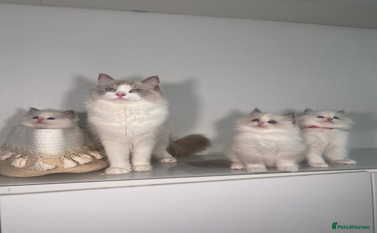 Ragdoll cats - Advert 9