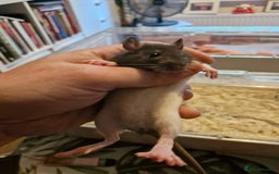 Rat rodents for sale: 6 beautiful Female Rats - Image 7