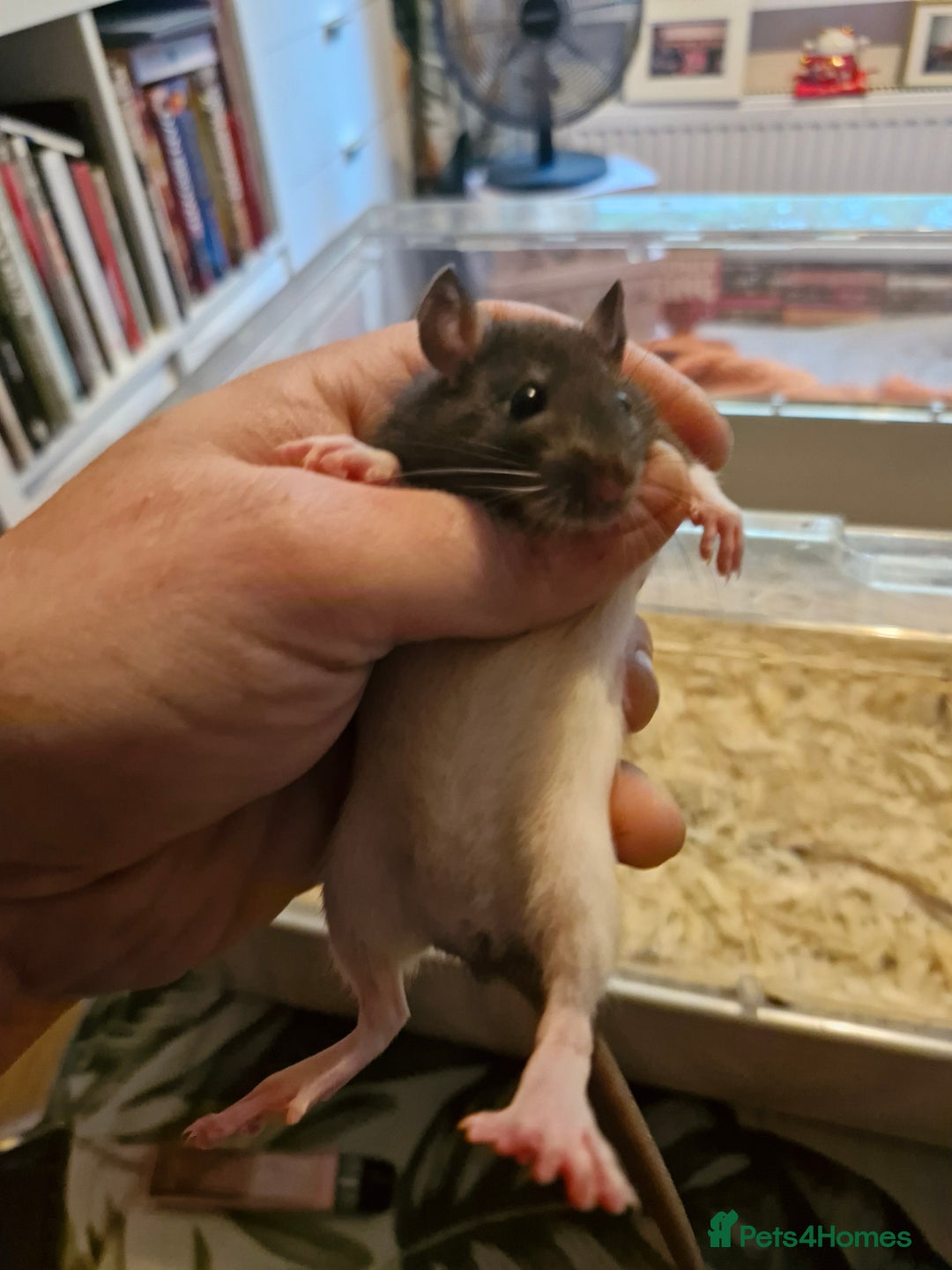 Rat rodents for sale: 6 beautiful Female Rats - Image 7