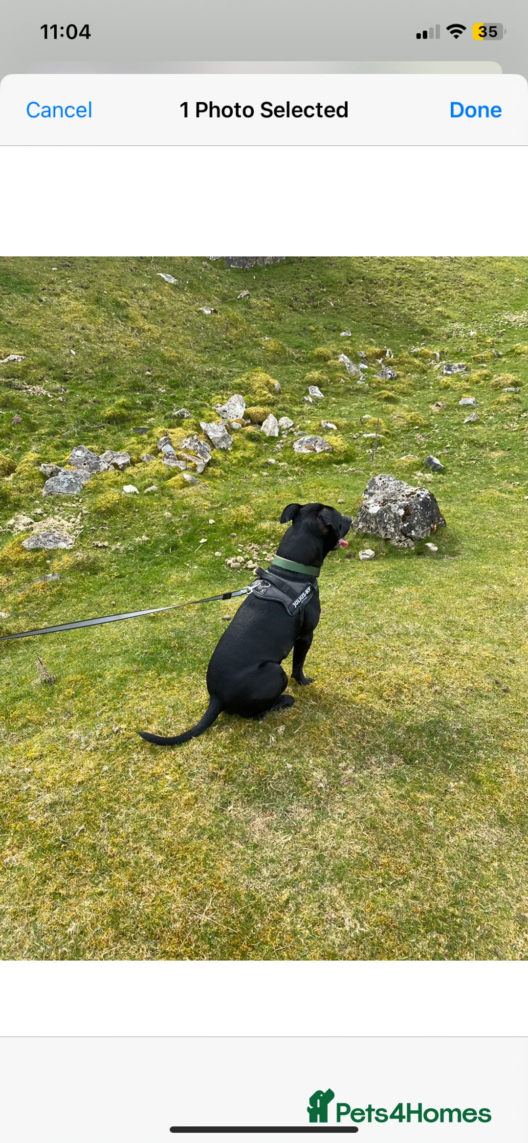 Staffordshire Bull Terrier dogs for sale: Arlo  - Advert 4