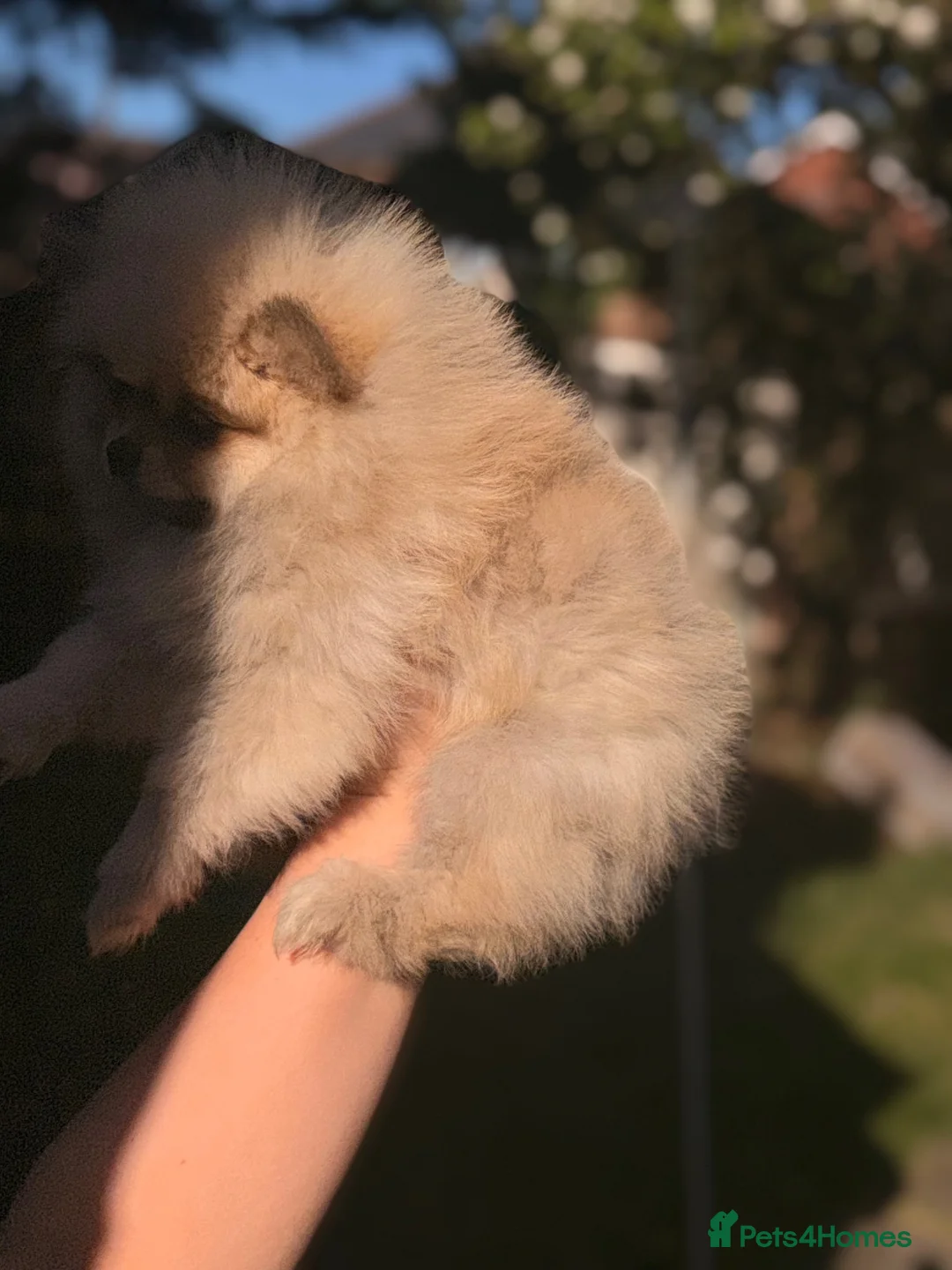 Pomeranian dogs for sale: Kc Reg fully vaccinated Pomeranian Puppies ❤️ - Advert 2
