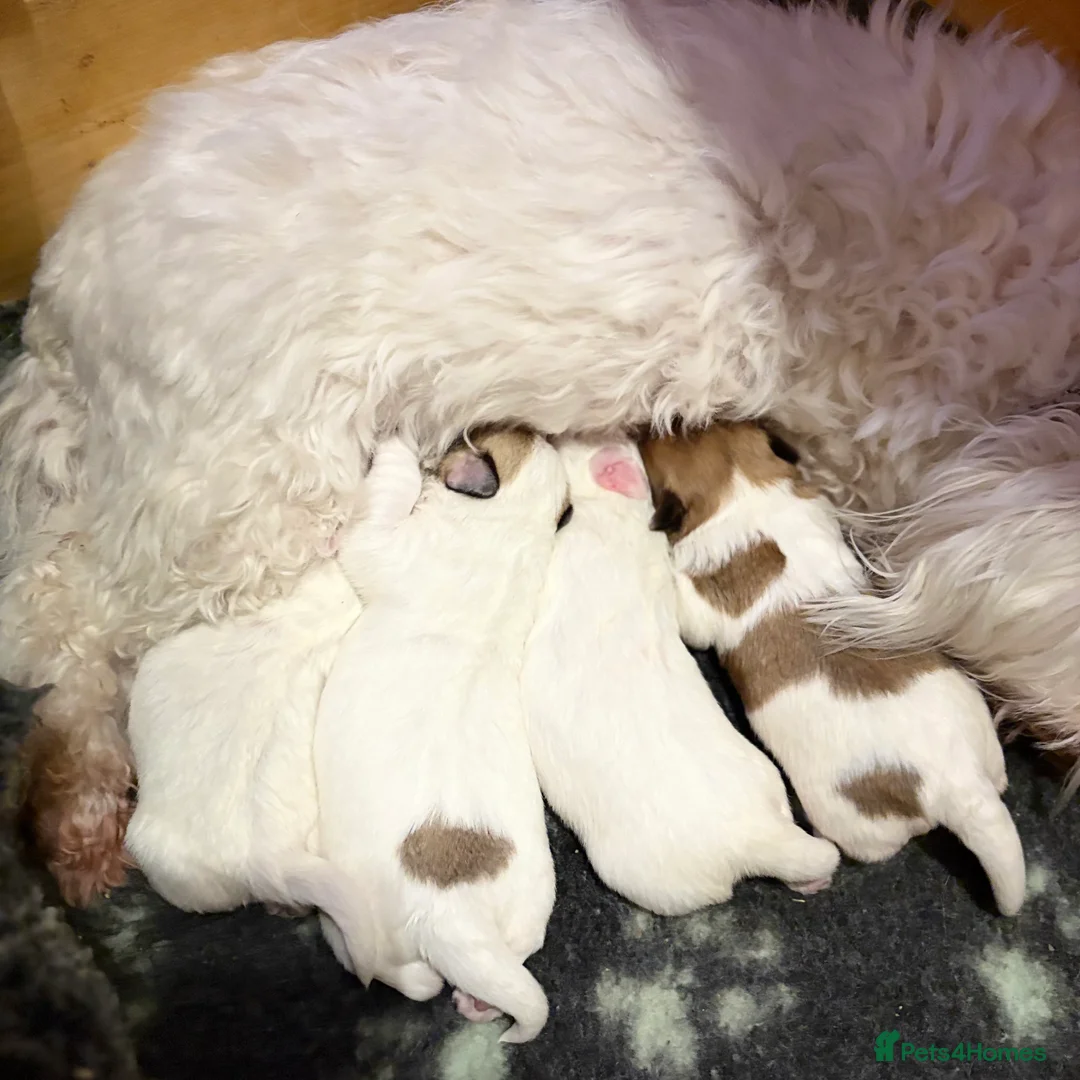 Coton De Tulear dogs for sale: K.C reg Coton de Tulear Puppies inc World Champion - Advert 20