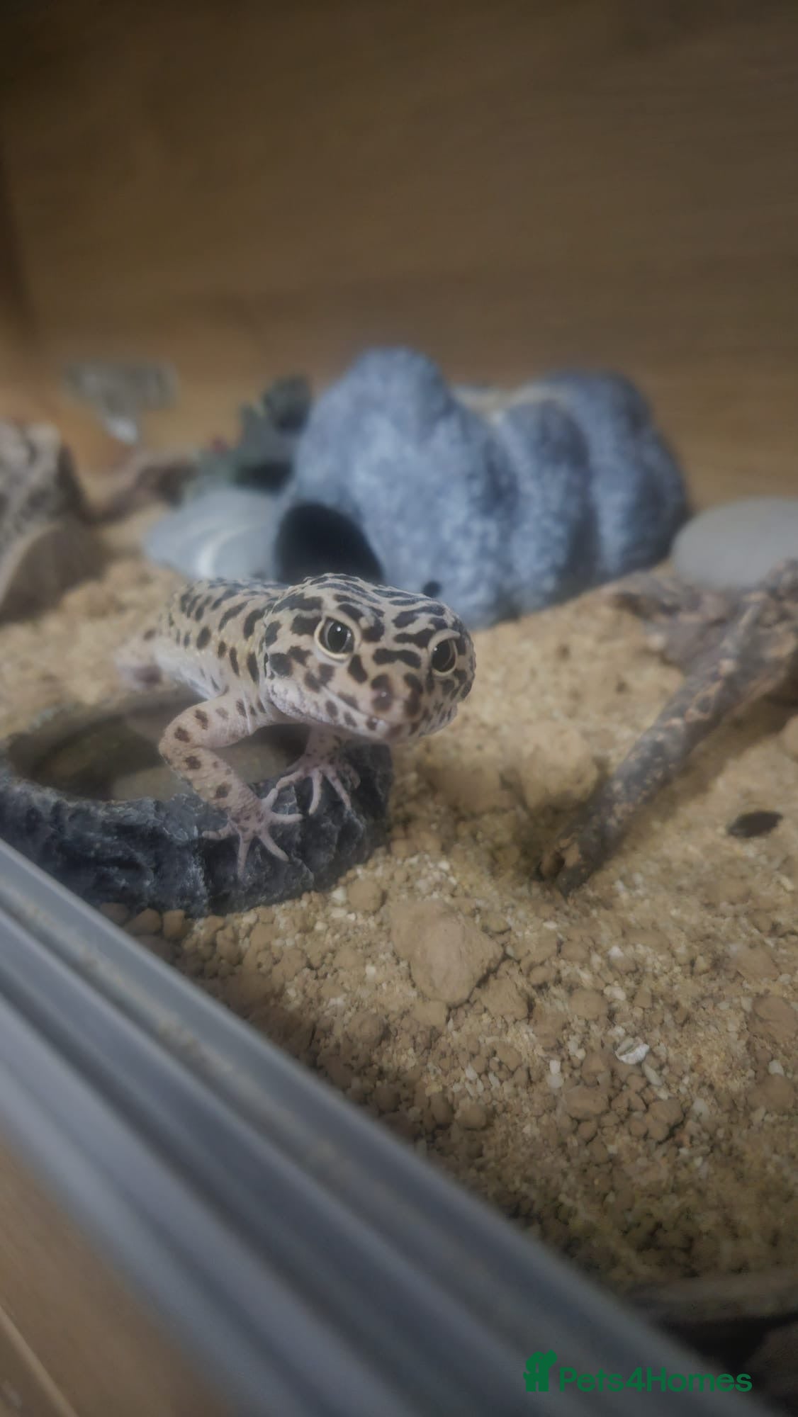 Leopard Gecko reptiles Leopard Gecko & Set Up - Advert 1