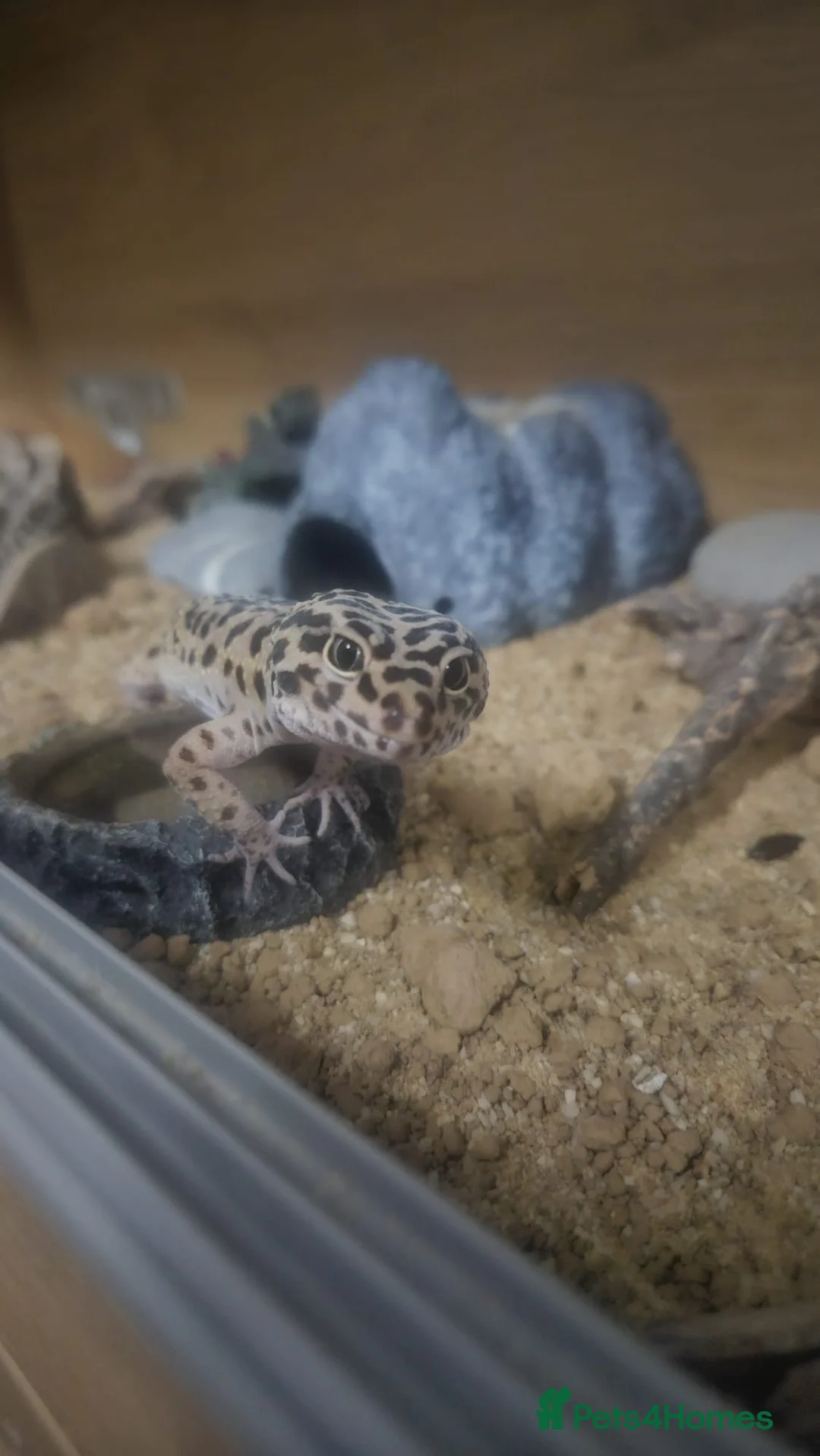 Leopard Gecko reptiles for sale: Leopard Gecko & Set Up in Havant - Advert 1