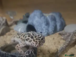 Leopard Gecko reptiles Leopard Gecko & Set Up - Advert 1