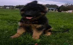 German Shepherd dogs for sale: Top Quality GSD puppies available  - Image 2