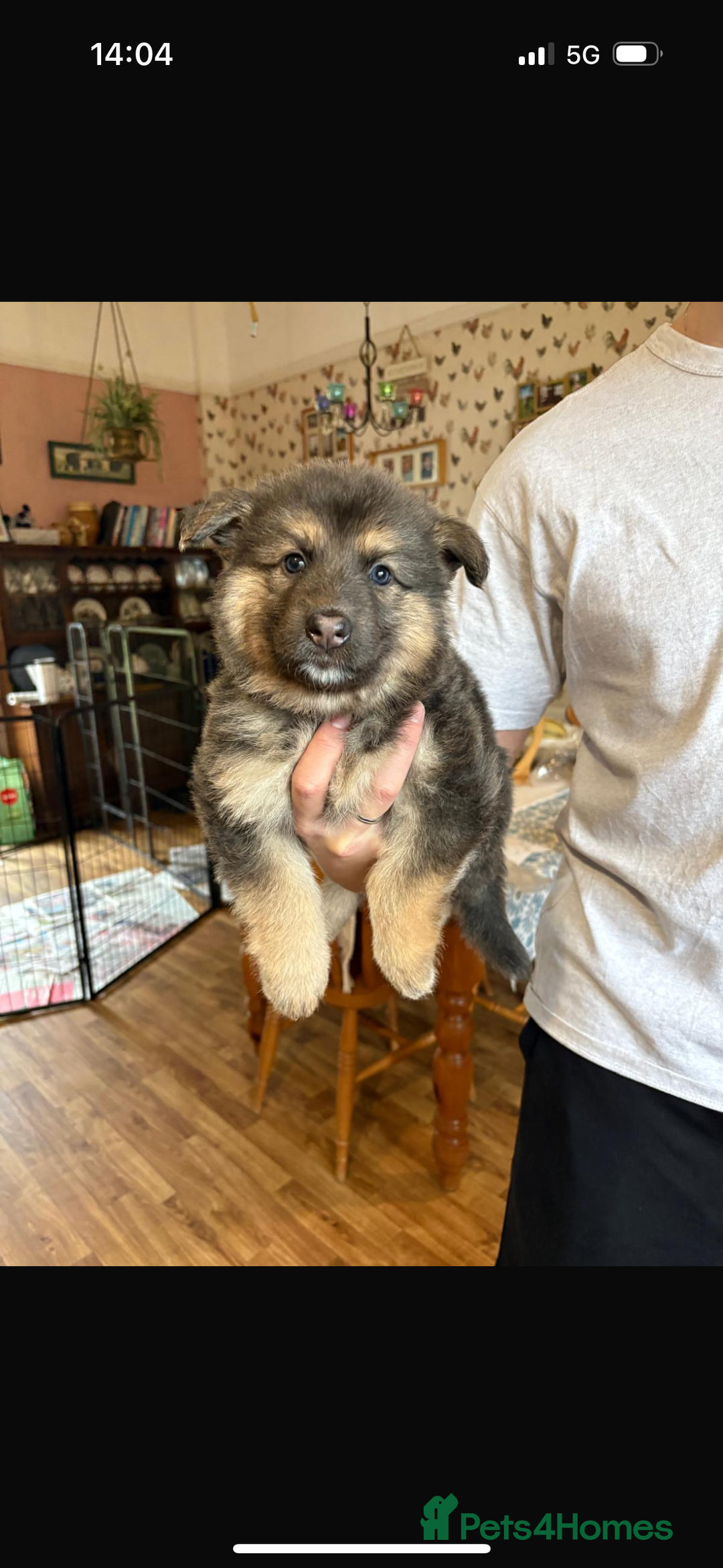 German Shepherd dogs for sale: 8 beautiful long haired German shepherd puppies  - Image 33