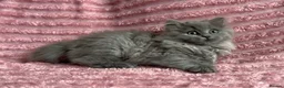 Mixed Breed cats for sale: Beautiful ragdoll x Persian kittens - Advert 5