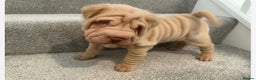 Shar Pei dogs for sale: MALE BABY SHAR PEI - Advert 1