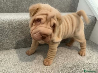 Shar Pei dogs MALE BABY SHAR PEI - Advert 1