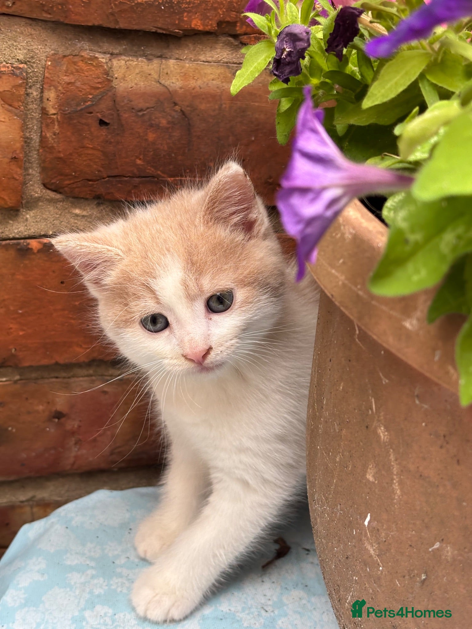 Maine Coon cats Beautiful Mix kittens - Advert 4