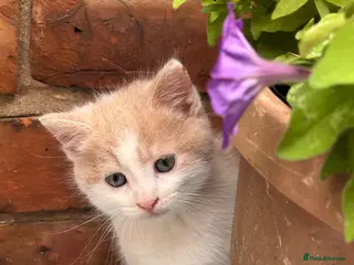 Maine Coon cats Beautiful Mix kittens - Advert 4
