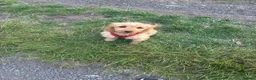 Mixed Breed dogs for sale: Cockapoo nala  - Advert 3