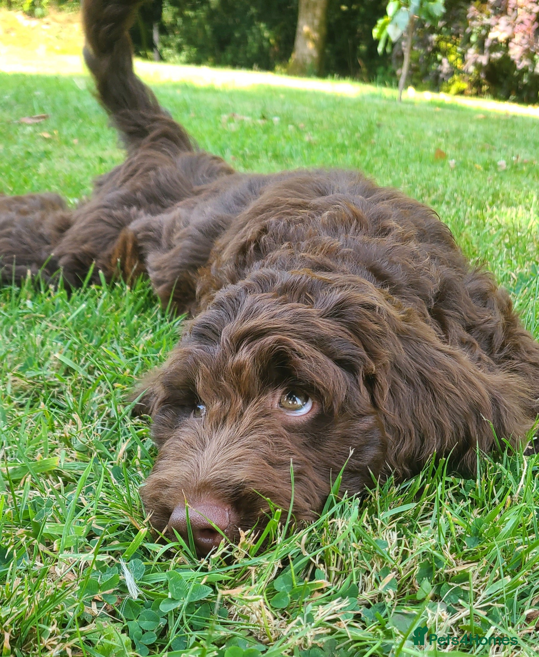 Sproodle dogs I'm a Handsome F1 Sproodle Puppy  - Advert 1