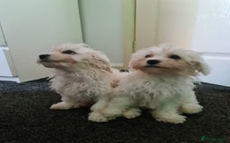 Bichon Frise dogs for sale: 2 Fluffy Bichon Frise puppies looking for a home! - Image 16