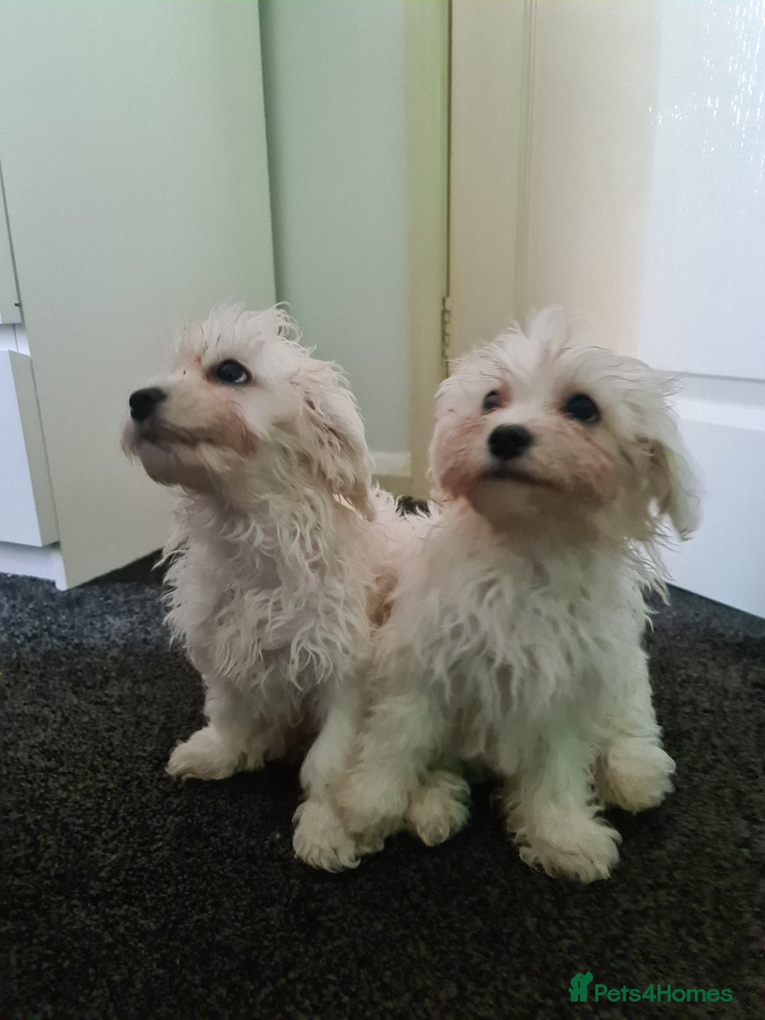 Bichon Frise dogs for sale: 2 Fluffy Bichon Frise puppies looking for a home! - Image 16