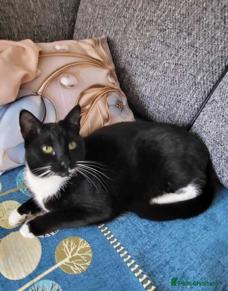 Domestic Shorthair cats Male Cat - Advert 22