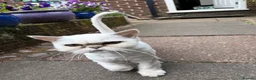 Persian cats for sale: Silver Tipped Persian (Chinchilla) in Oldham - Advert 2