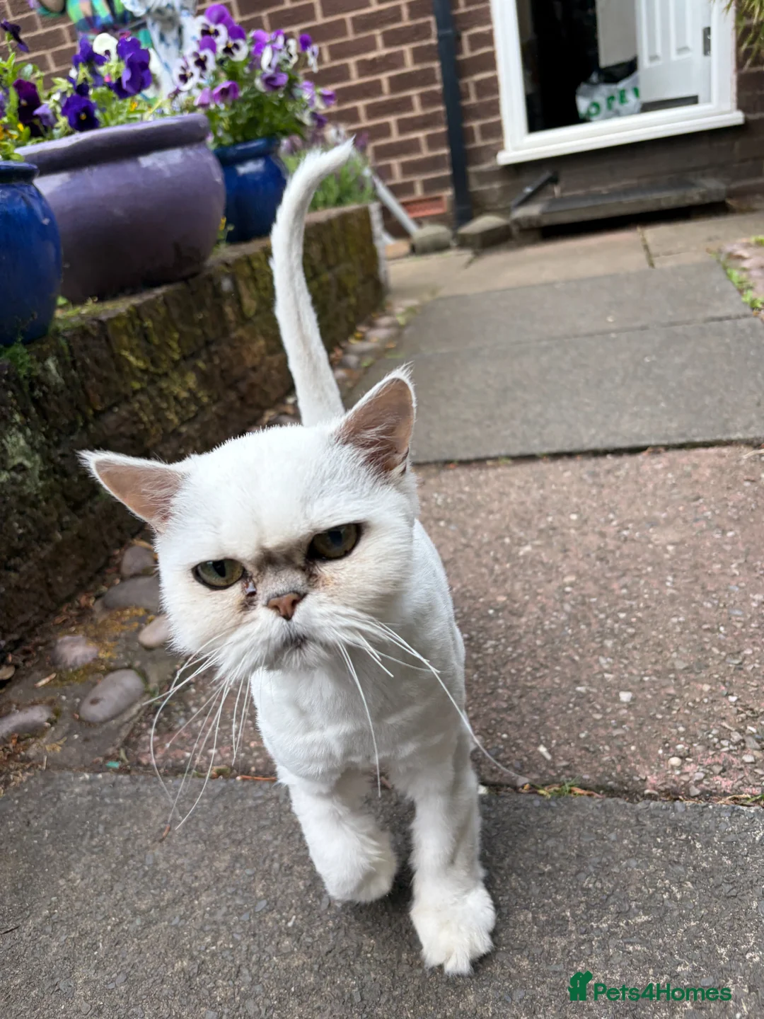 Persian cats for sale: Silver Tipped Persian (Chinchilla) in Oldham - Advert 2