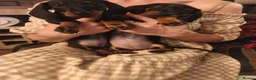 Dachshund dogs for sale: Two amazing mini dachshund two girls for sale - Advert 3